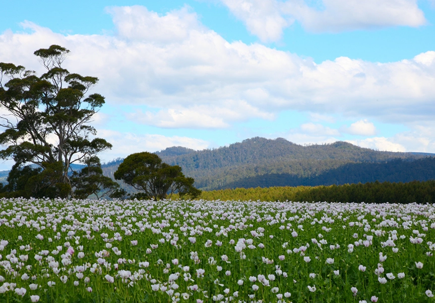 flower-of-valley1