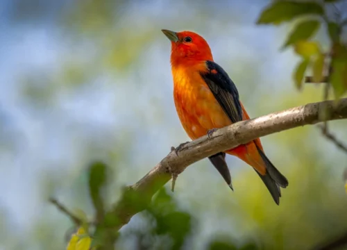 Birdwatching in Chopta Himalayan Paradise of Colors