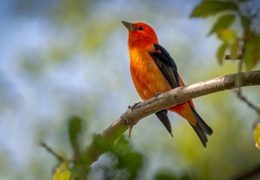 bird-watching