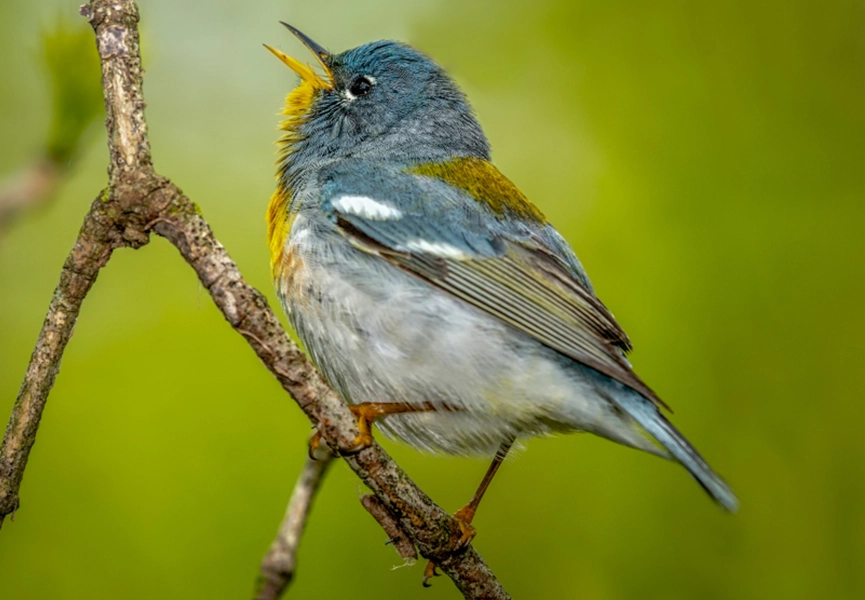 birdwatching-chopta
