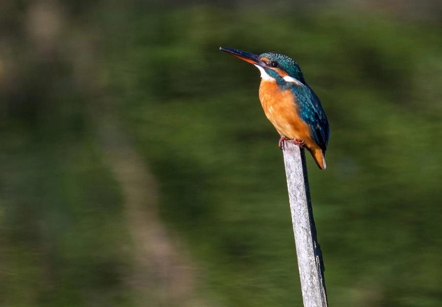 colorful-bird-chopta