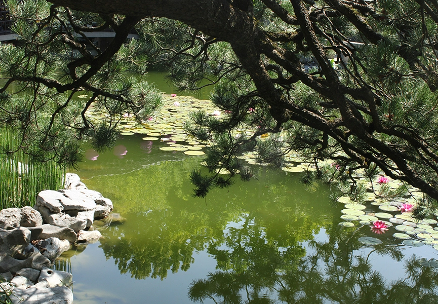 deoriatal-lotus