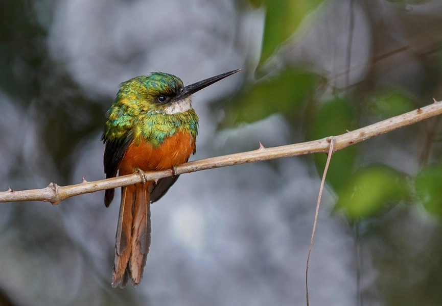 green-bird