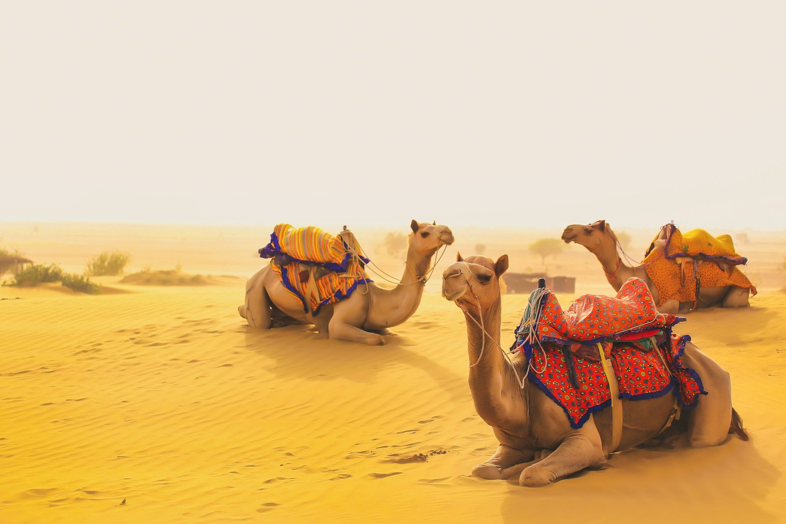 Jaisalmer Desert Safari & Jodhpur Tour Package 4N/5D