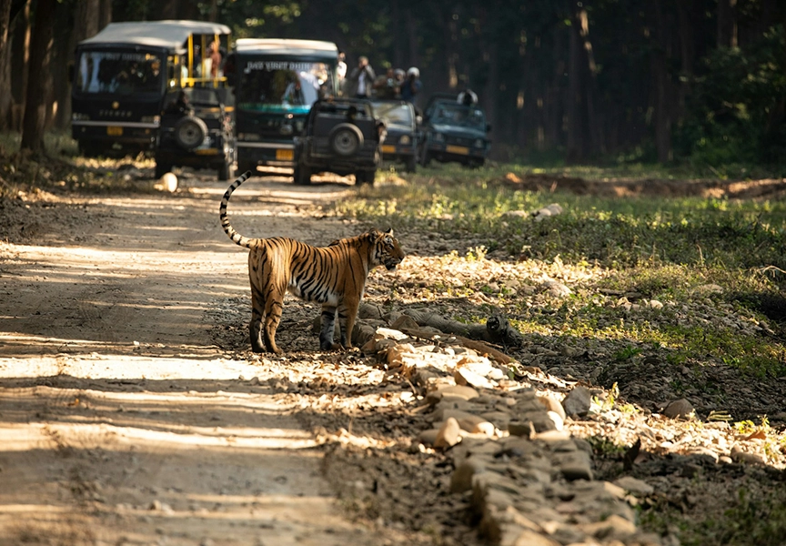 jim-corbett-national-park