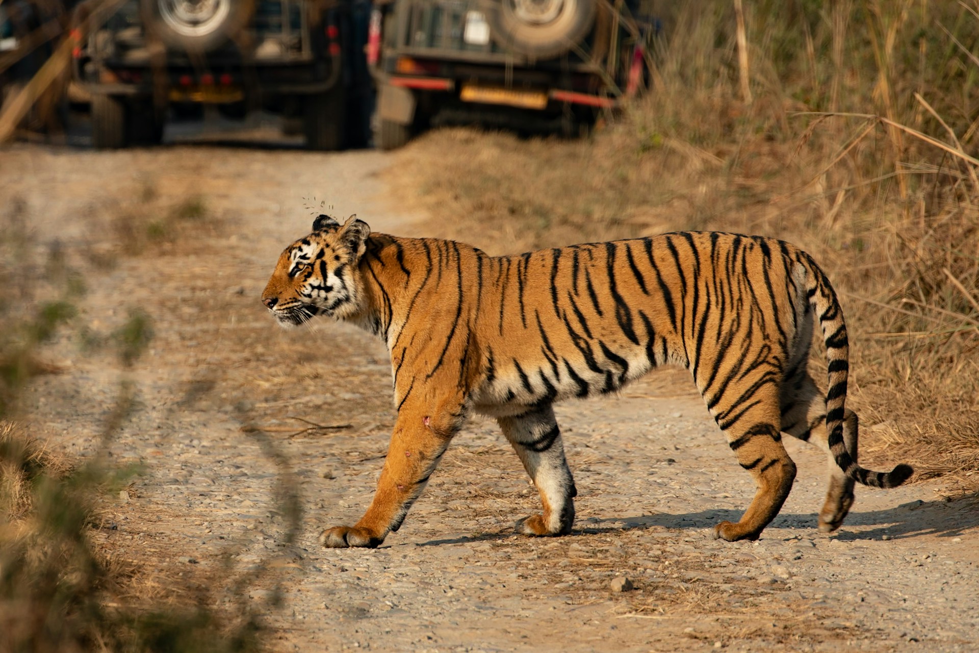 Jim Corbett National Park Tour Package from Delhi