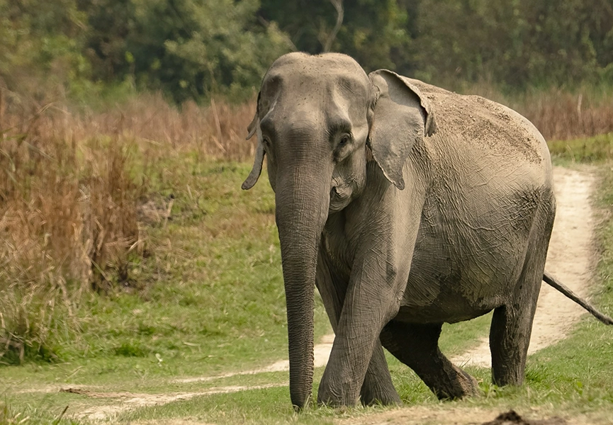 Kaziranga Rhino Safari Package – 3 Days | Travelophila