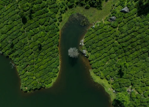 Munnar Tour Packages – 3 Days & Custom Trip Plans with Travelophila