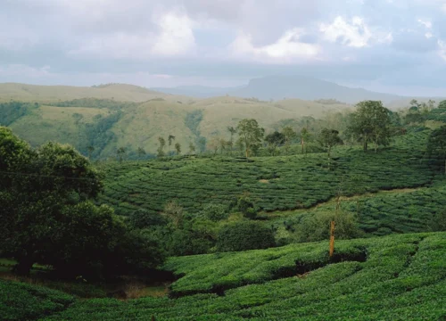 Kerala Honeymoon Package – Munnar, Thekkady & Alleppey (4N/5D)