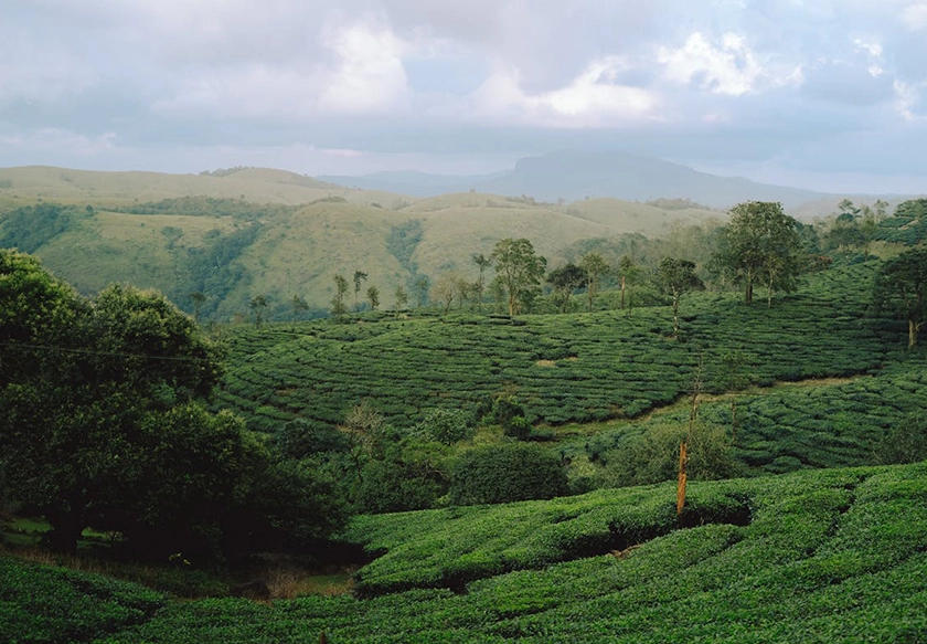 Kerala Honeymoon Package – Munnar, Thekkady & Alleppey (4N/5D)