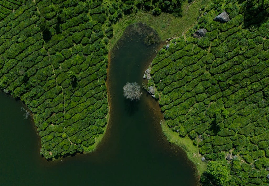 Munnar Tour Packages – 3 Days & Custom Trip Plans with Travelophila