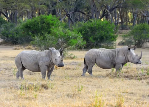 Assam, Meghalaya & Arunachal Tour Package – 10 Days