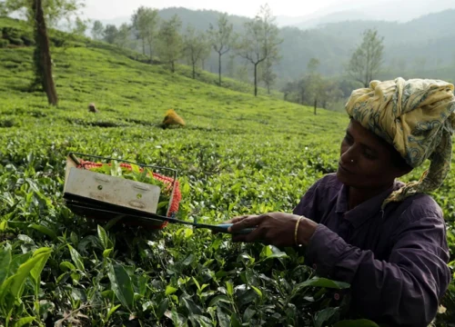 Wayanad Tour Package – A Journey into Kerala’s Green Paradise