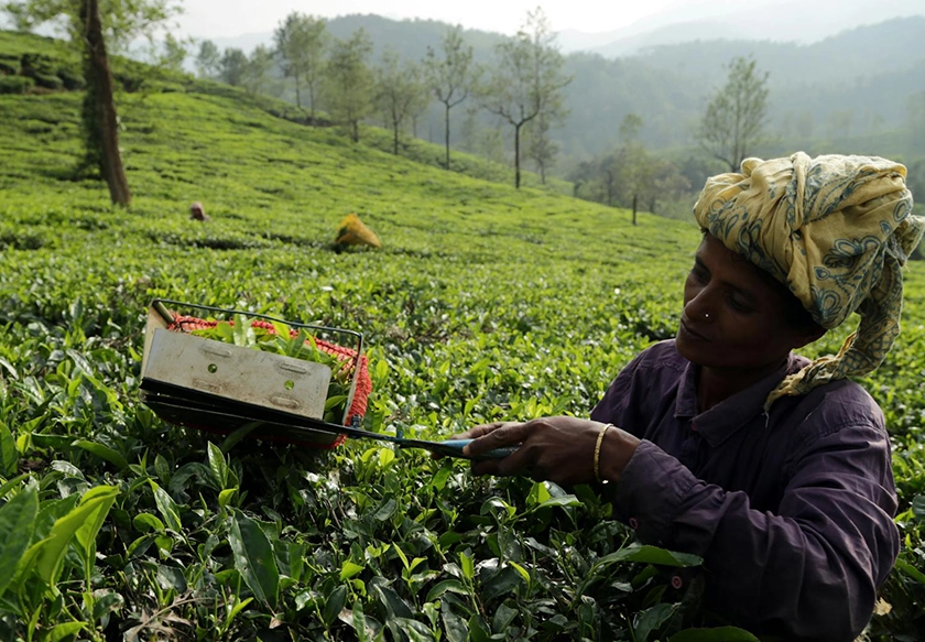 Wayanad Tour Package – A Journey into Kerala’s Green Paradise